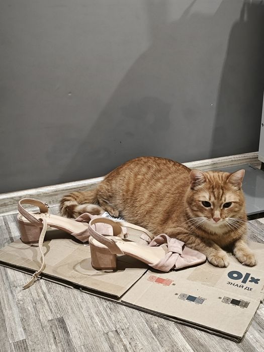 Туфли   пудровые