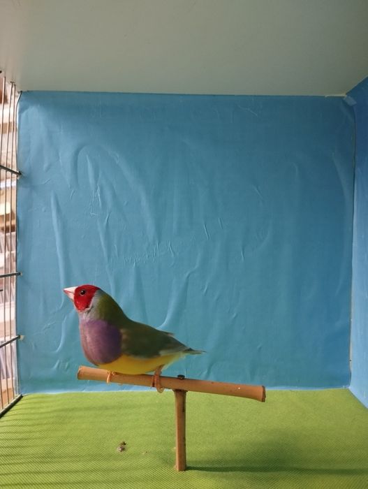 Diamantes gould machos