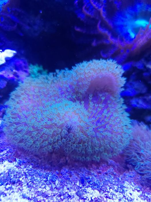 Lobophyton zielony  - szczepka