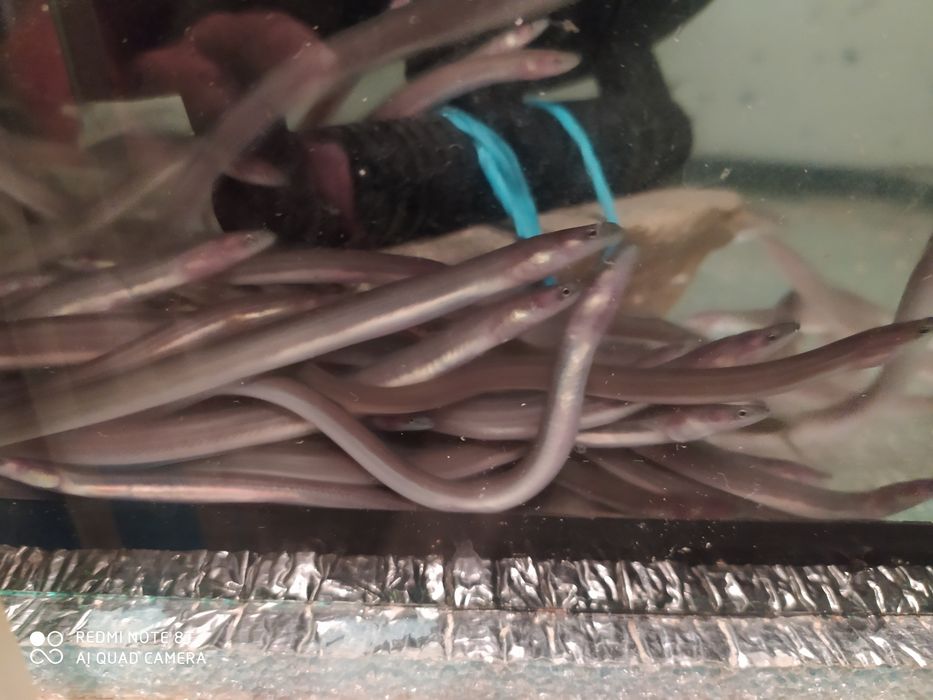 Wegorz narybek sprzedam