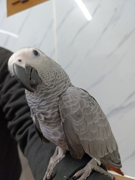 Papagaio cinzento com cerca de 3 meses