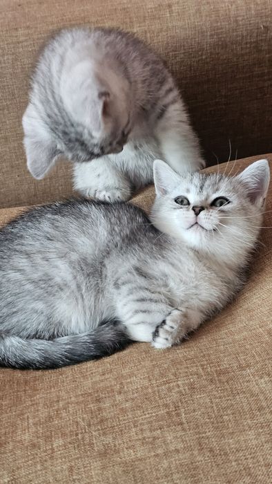 Шотландські кошенята