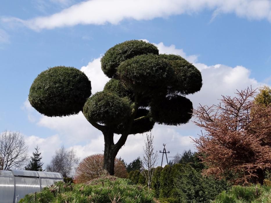 OKAZJA Bonsai ogrodowy a Jałowiec Hetzii 40 lat, 9 kul