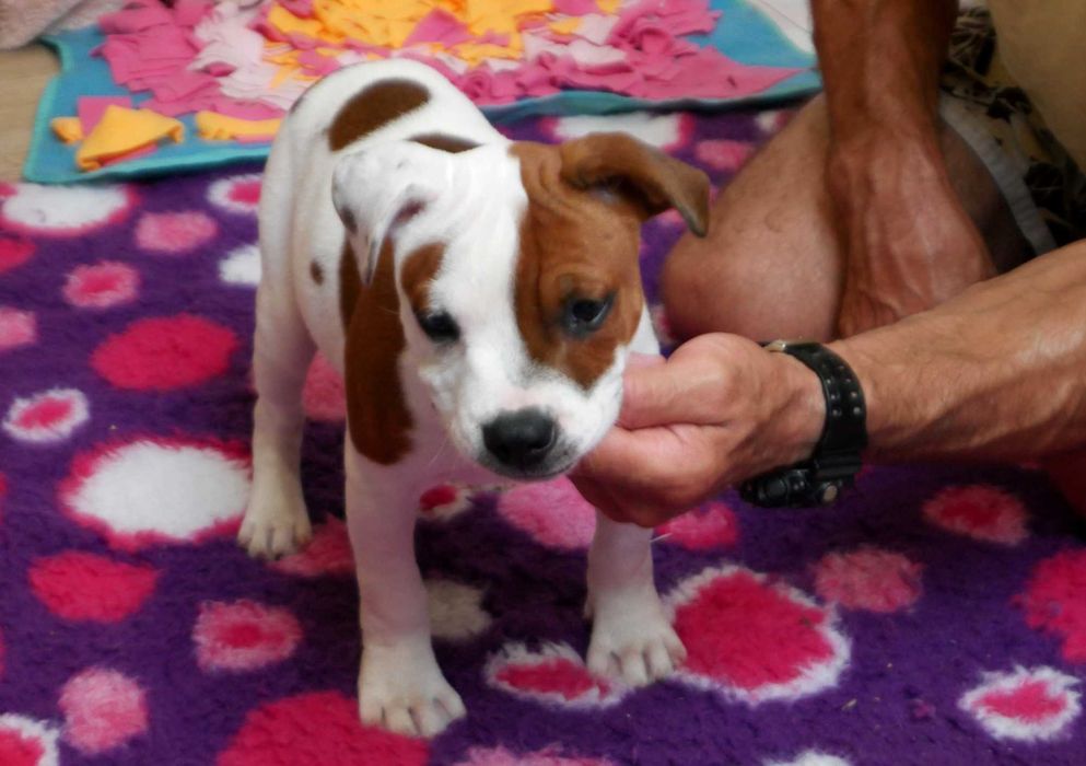 Staffordshire Bull Terrier ZKwP, Staffik FCI, uroczy piesek HUGO BOSS