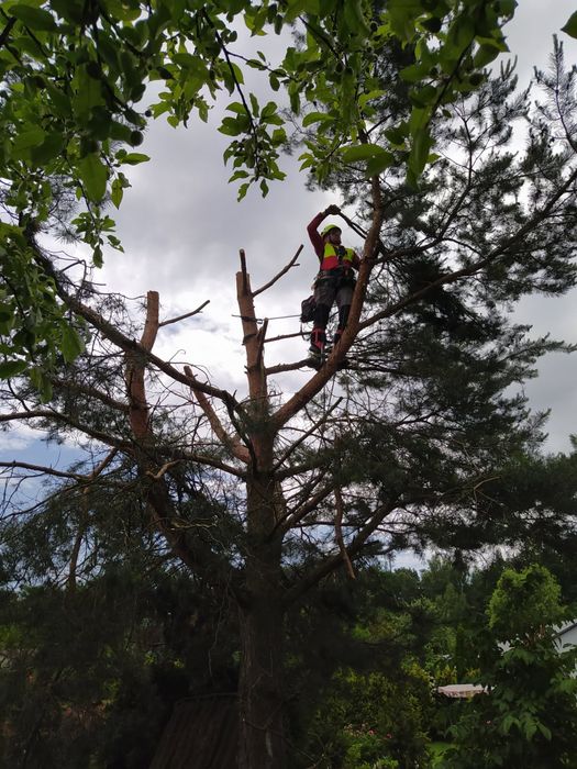 Wycinka i pielęgnację drzew metodami alpinistycznymi/ Prace Wysokościowe