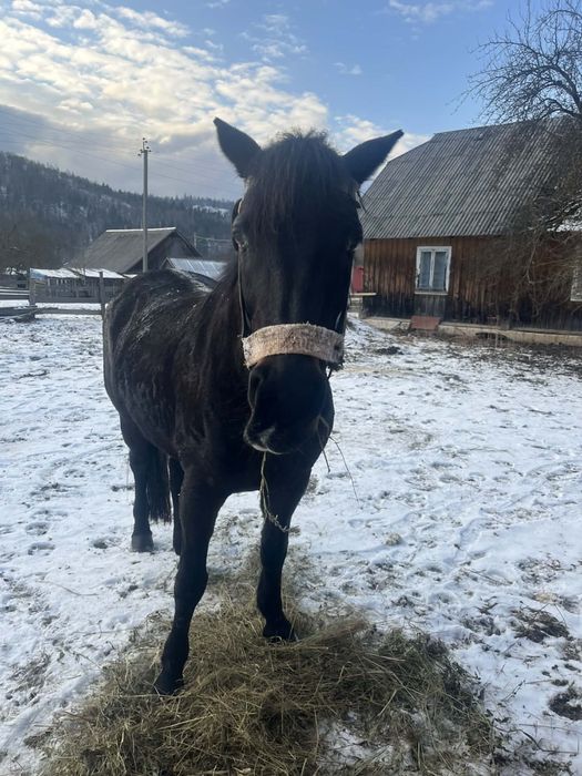 Продам кобилу  дзвоньть