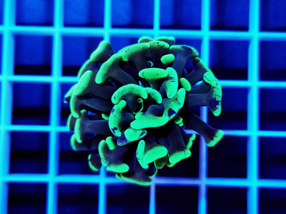 Euphyllia paraancora hammer green - 1 głowa, akwarium morskie