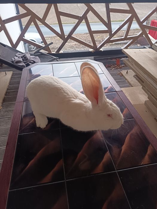 Olbrzym belgijski biały