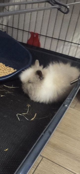 Królik Miniaturka Teddy...