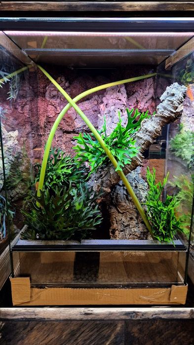 Terrarium 40x40x60H, wystrój, Producent, wysyłka Nowe ścianka