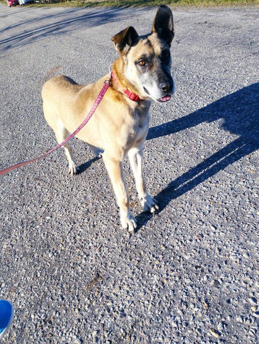 Dorosły pies - Rex do adopcji