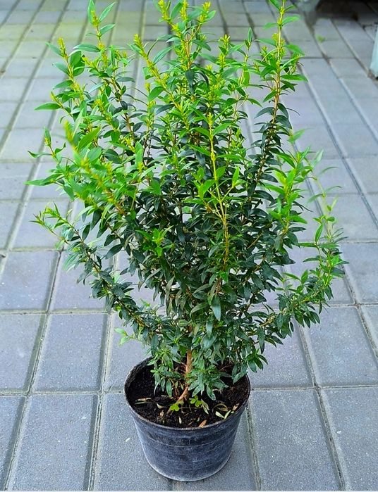 Mirt mirta merta wianek komunia ślub bierzmowanie komunijny dekoracje