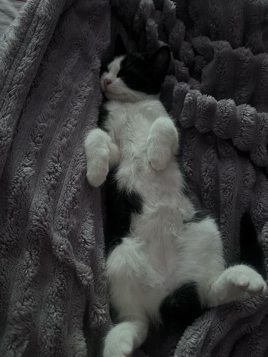 Отдам в добрые руки котенка 3,5 месяца