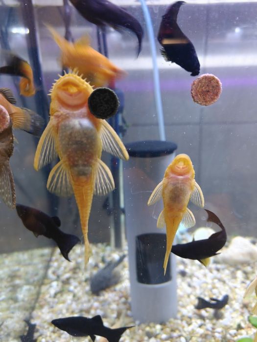 Glonojady Albinos