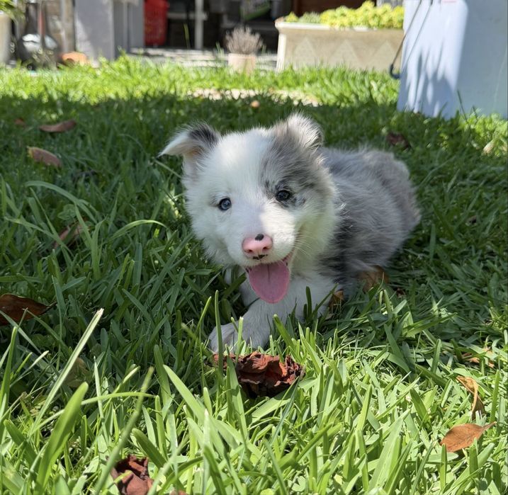 Menino border collie olho azul blue merle