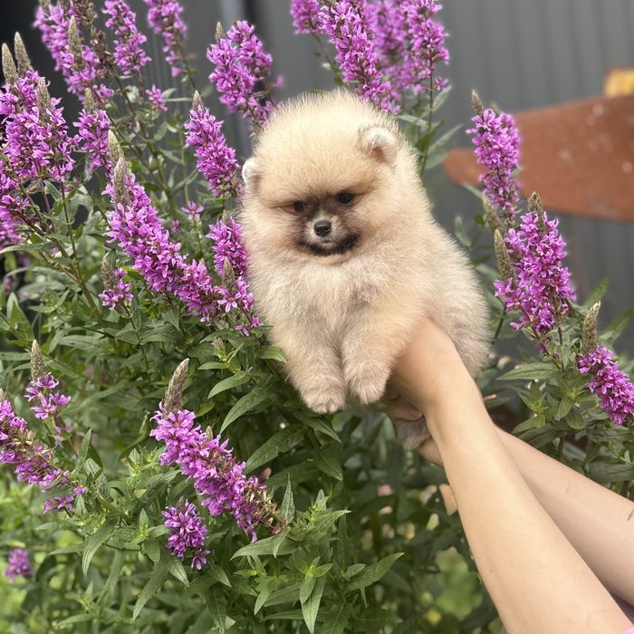 ляльковий Ведмедик шоу классу