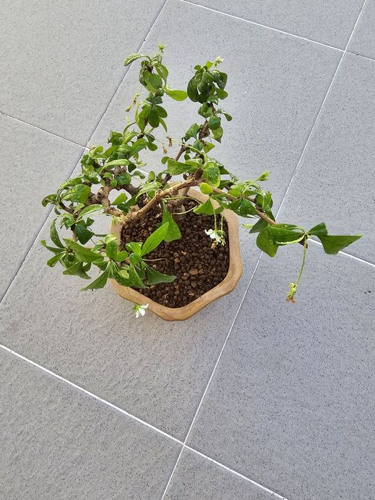 Fukien Tea BONSAI tree (planta natural)
