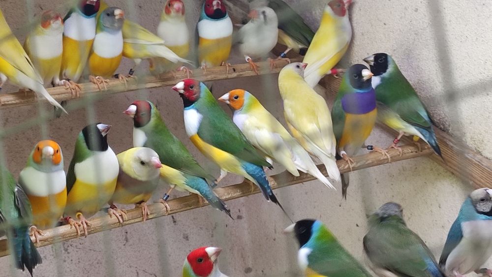 Diamantes de gould várias mutações