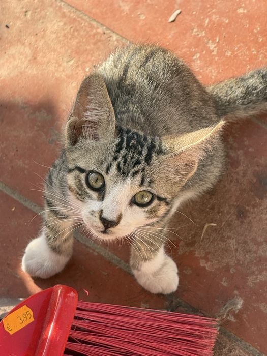 Gatinhos bebés para adoção responsável