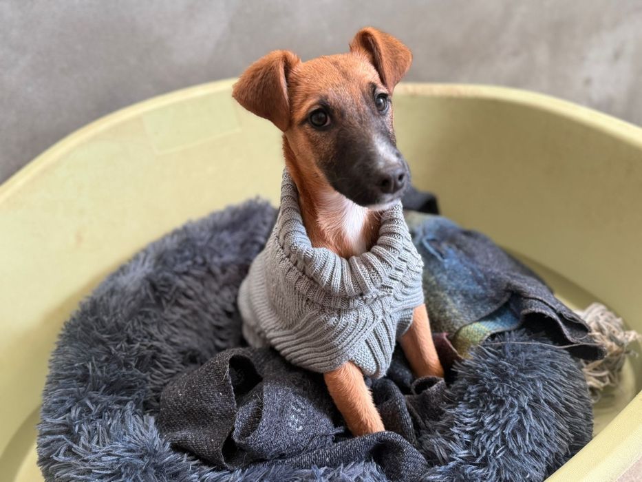 Para adoção, Berenice