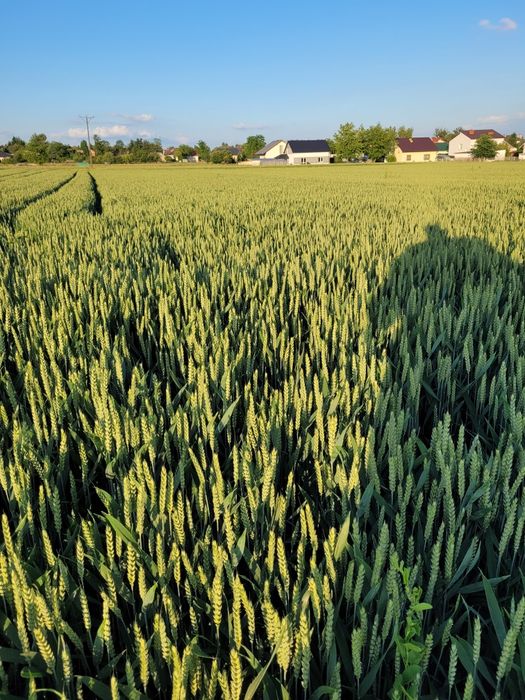 Pszenica Ozima Gentelman