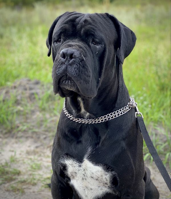 Кане Корсо вязка