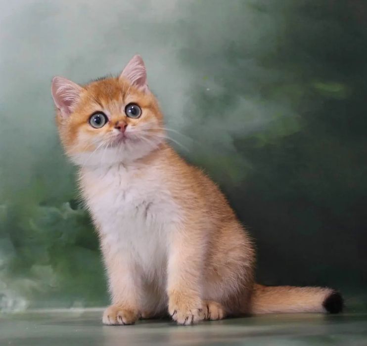 Британский красавчик для вас!