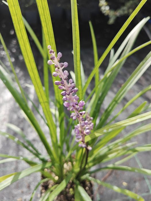 Liriope szafirkowata 'Big Blue' w doniczce