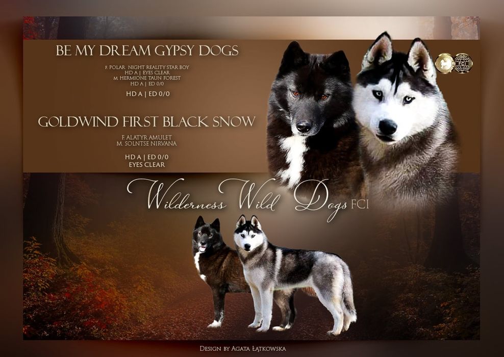Sunia Siberian Husky FCI
