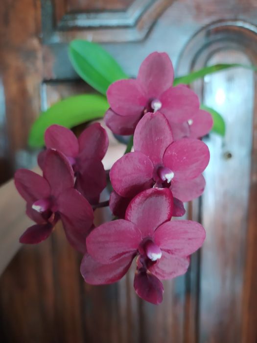 Продам орхідею black bird 2015р.