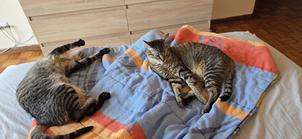 Adoção Conjunta | 2 Gatos Machos Esterilizados | Irmãos Inseparáveis