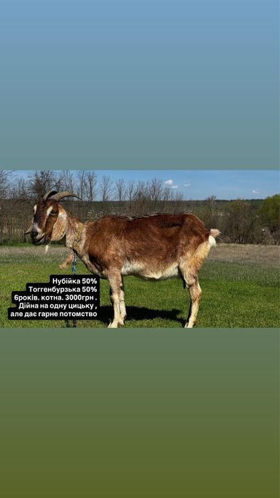 Кози. Нубійські. Зааненські. Альпійські