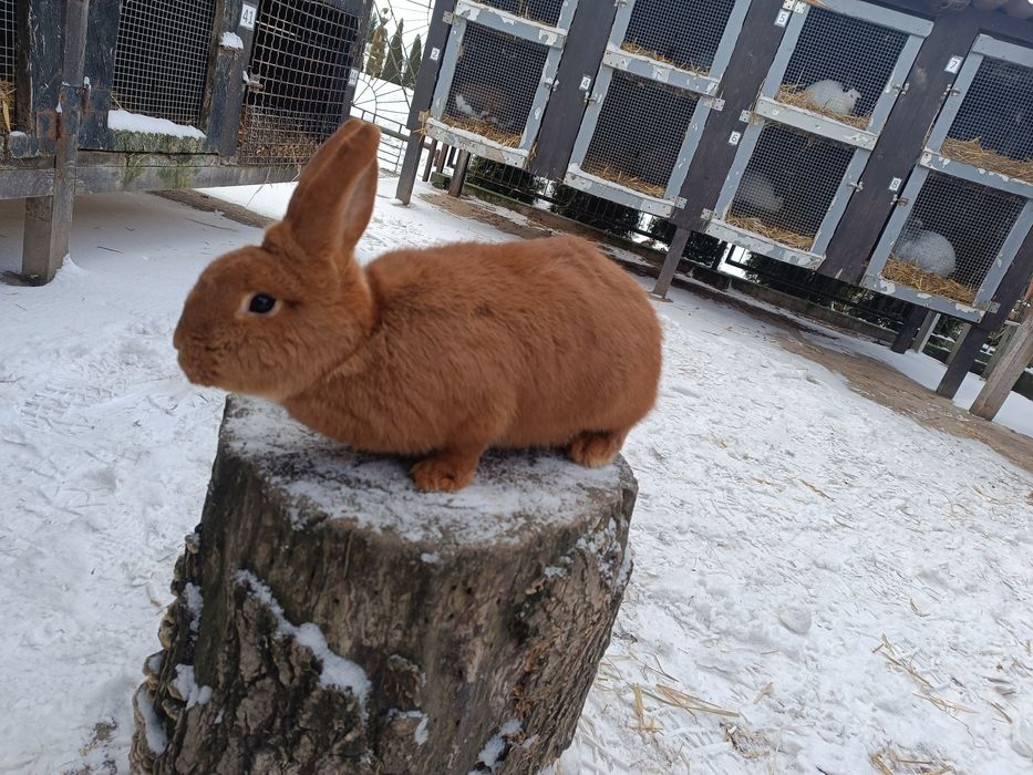 Króliki Nowozelandzkie Czerwone