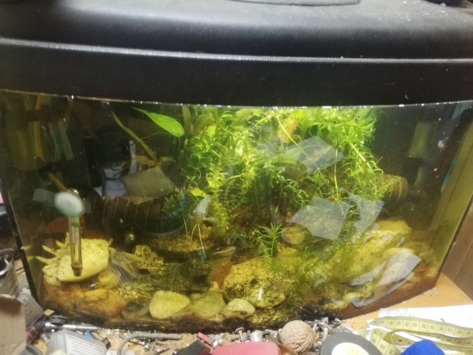 Akwarium 40 lub 35 panorama