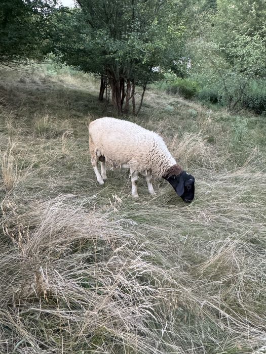 Продам баранів Дорпер