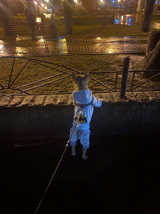 Французький красень шукає наречену