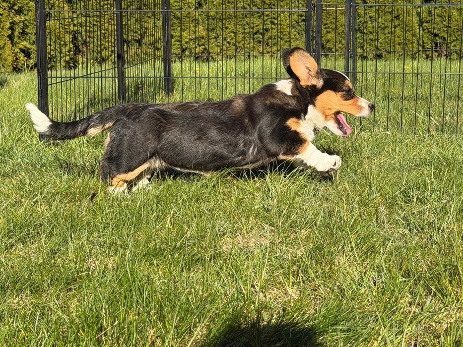 Welsh Corgi Cardigan - Piękna Suczka