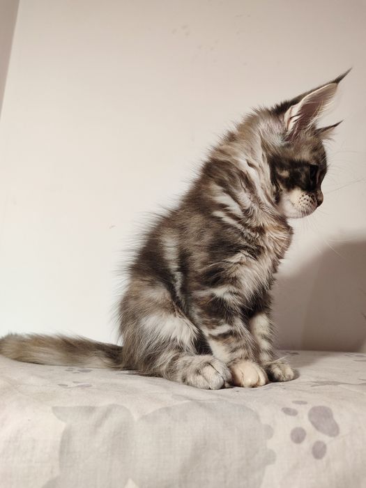 Мейн-кун дівчинка