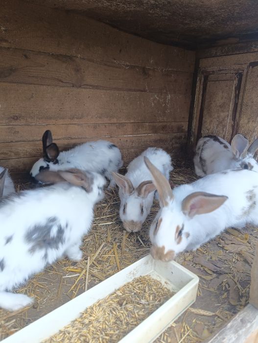 Króliki samczyki mieszance