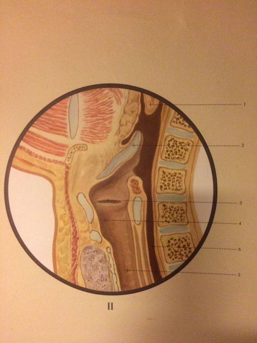 Painel Antigo sobre o Sistema Digestivo