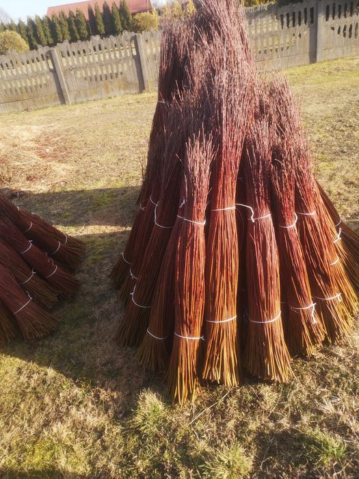 Wiklina zielona za sortowana