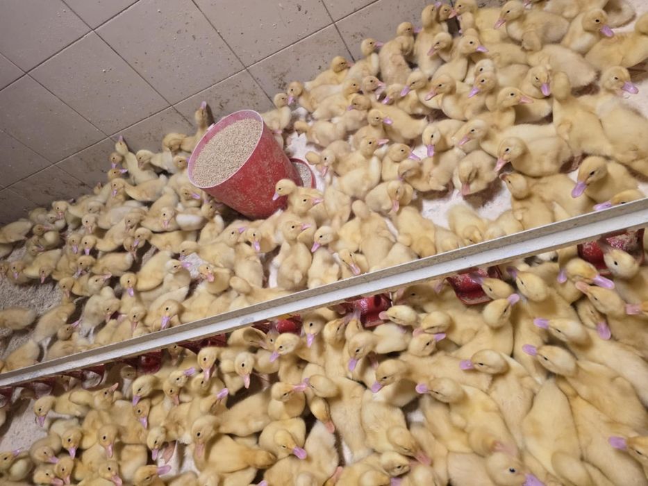 Kaczki Pekin maksimus ! Zapisy na koniec Stycznia! Dowóz do klient