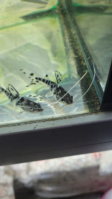 Sum Pictus - Tina Zoo Zabrze