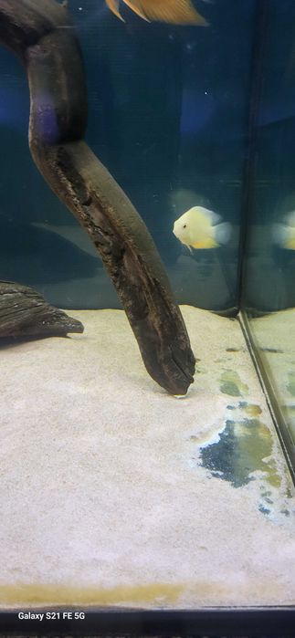 Severum gold e red