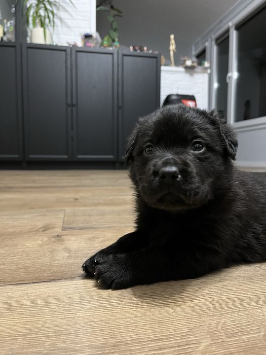 Labrador retriewer czarna suczka