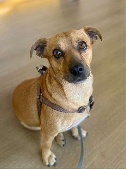 Buddy para adoção responsável