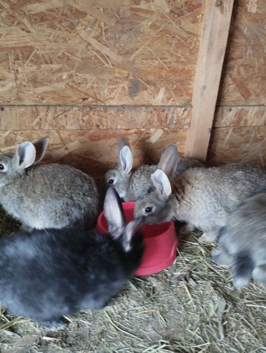 Продам кроликов . Возраст от 1,5 месяцев до 2 х.