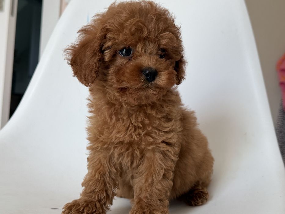 Cavapoo - suczka ;)