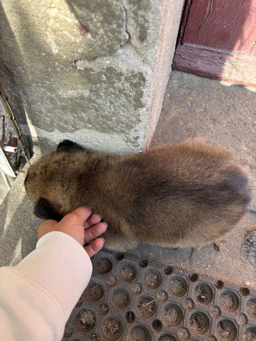 Szczeniaki do adopcji