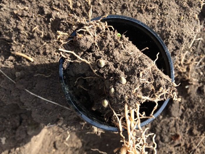 Ландыш майский конвалія